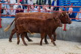 lot 51 sold for 2600 gns